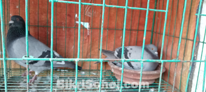 কবুতর